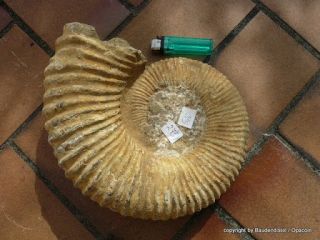 großer Ammonit, 100% original  Sammlerstück Fossile Muschel