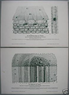 Zwei Lithographien 1908 System Pflanzen Sträucher 535