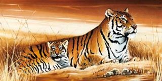 Kunstdruck Poster Bild Braune Tiger für Rahmen 100x50