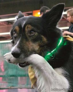 Hunde LED Leuchtring Die Leuchten Hundehalsband Leuchtband Halsung