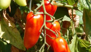 Historische Tomate Andenhorn #741