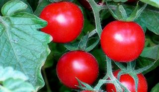 Historische Tomate First in the Field 10 Korn + #769