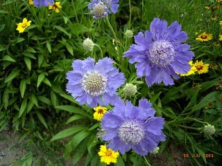Schmetterlingsblume Blue Papillon zauberhaft und robust