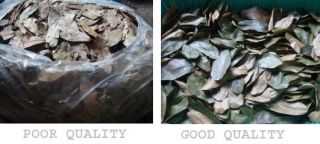 60 Guyabano / Soursop / Annona Muricata / Graviola DRIED LEAVES (GOOD