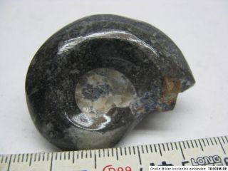 ca.5 7cm,Schnecke,Fossilien,Mineralien,Edelstein,Kristall / 994