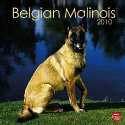 Belgian Malinois Square 12x12 2010 Calendar