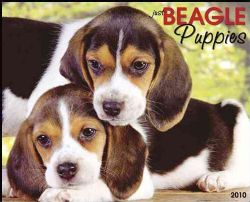 Just Beagle Puppies 2010 Calendar