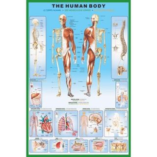 Poster du corps humain (Maxi 61 x 91.5cm)   Achat / Vente TABLEAU