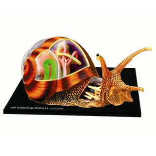 4D Snail Anatomy Model Kit