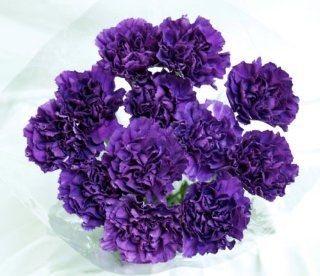 20 Fresh cut Purple Moonshade Carnations (advance ordering recommended