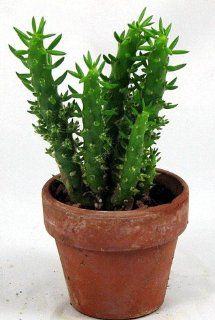 Mars Cactus   Opuntia subulata   EASY   3 Clay Pot: Patio